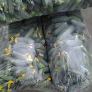 Пакеты под огурцы