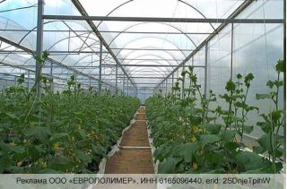 Ваш урожай под надежной защитой: тепличные пленки «ЕВРОПОЛИМЕР» с гарантией до 5 лет!