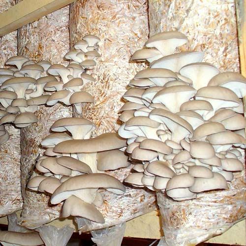 Пакеты для выращивания грибов